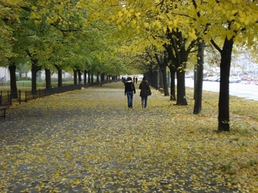 linden